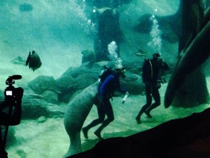 Jeremy Wade feeding the manatees 