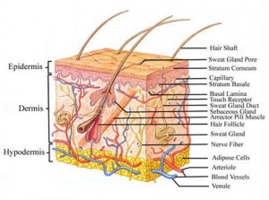 skin diagram