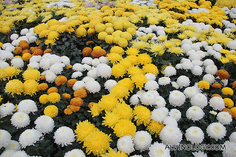 Assorted chrysanthemums