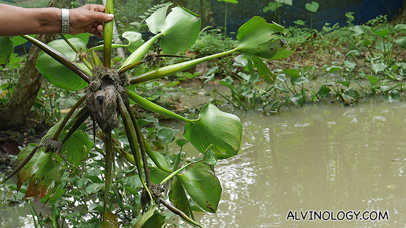 Water hyacinths are used to soak up the pollutants in the ponds