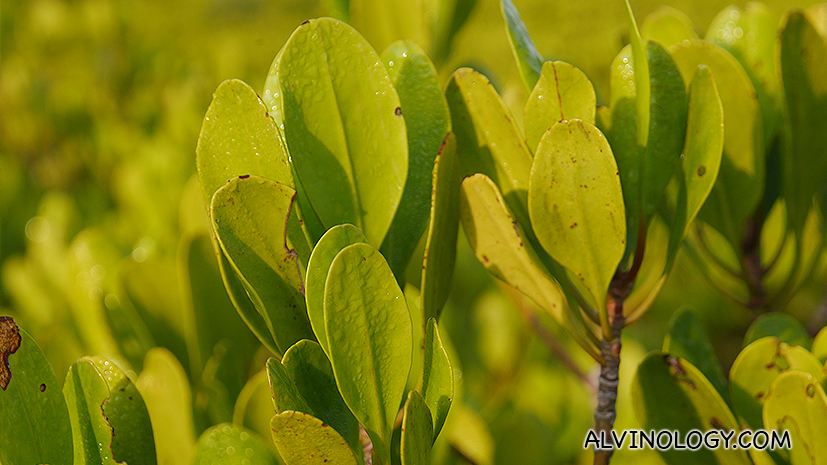 Close-up of the yellowish leaves 