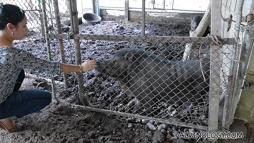 A pig at the farm