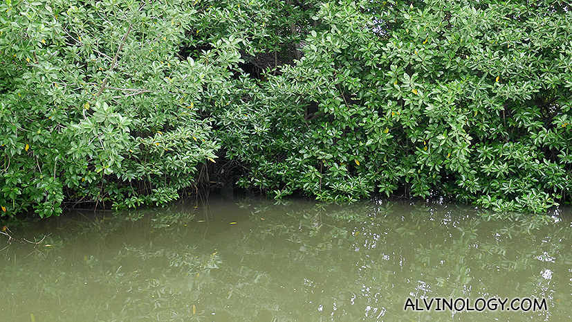 The mangrove forest from the outside