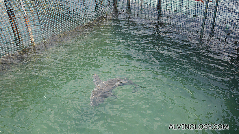 Sharks feeding next 