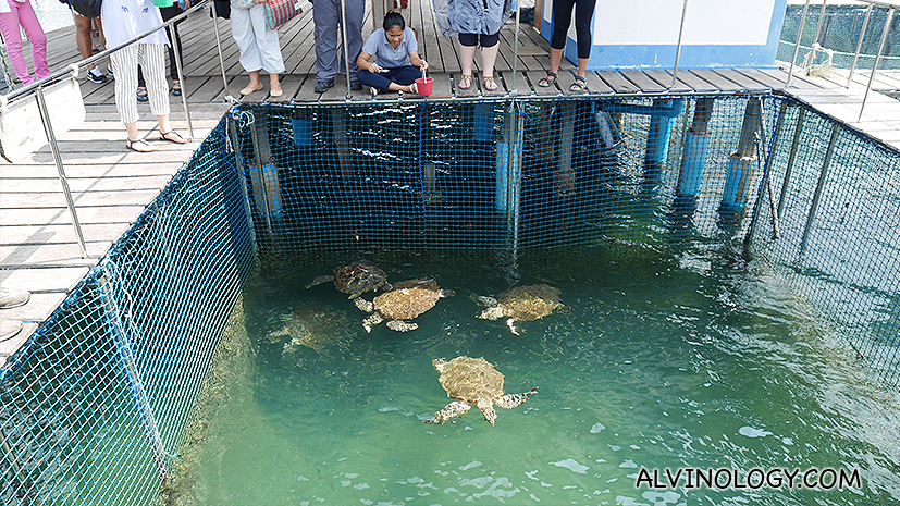 We got to feed some rescued sea turtles