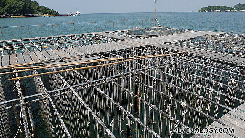 Clams cultivation 