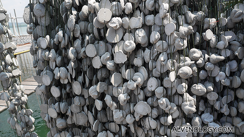 Here's how they look when the ropes are ready to be dipped into the sea