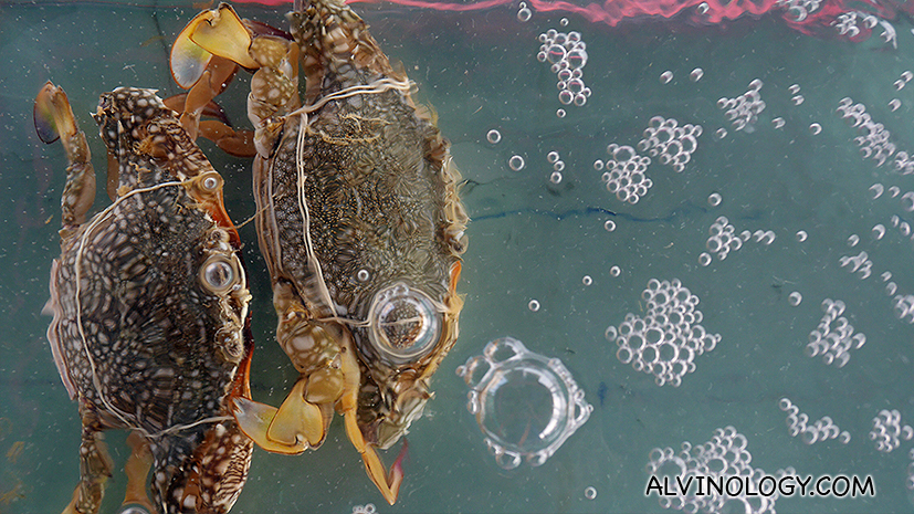 Pregnant female flower crabs