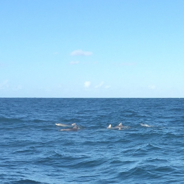 A school of dolphins! - Picture by my friend from China, Guan Chao