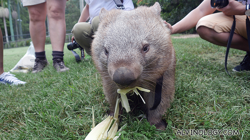Hungry wombat 