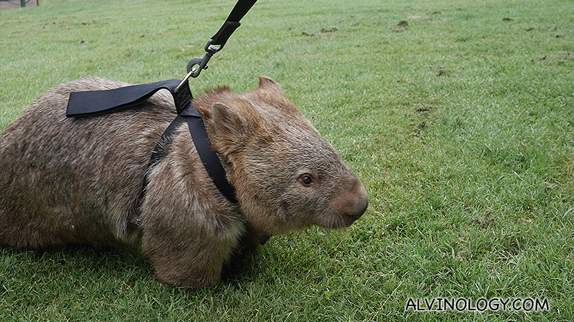 Wombat 