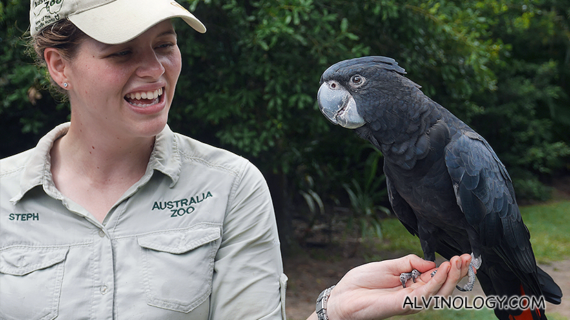 A macaw 