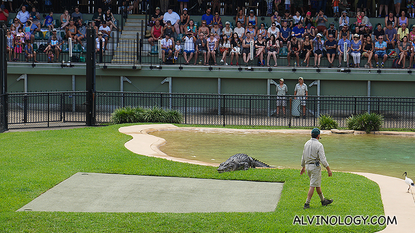 Time to bring in the big crocodile 