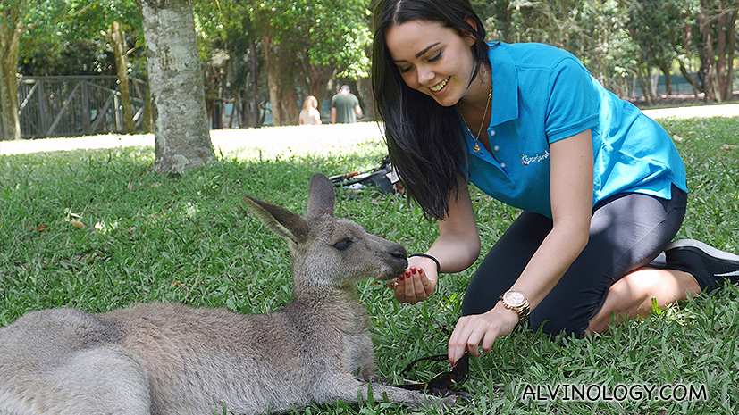 Another friend, Karri from Australia, feeding a kangaroo 