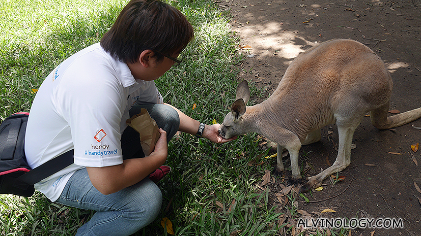 Me feeding a kangaroo