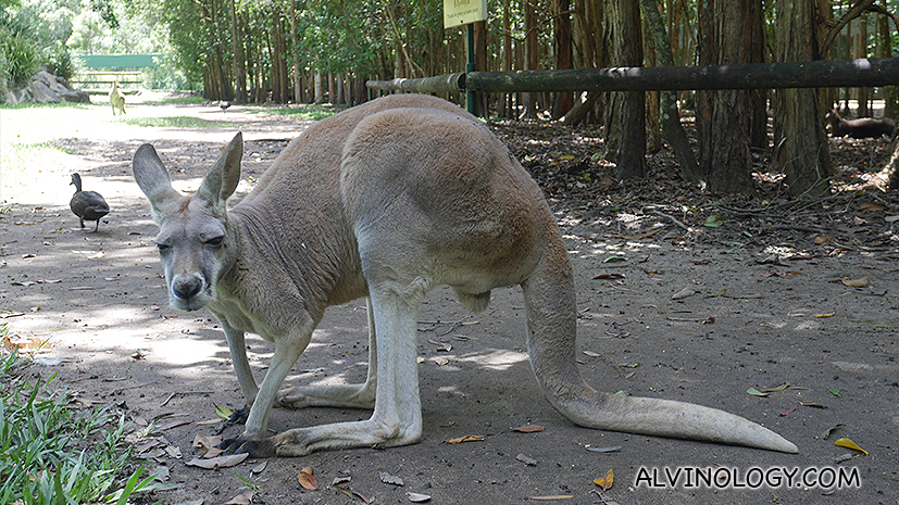 Old, grumpy-looking kangaroo 