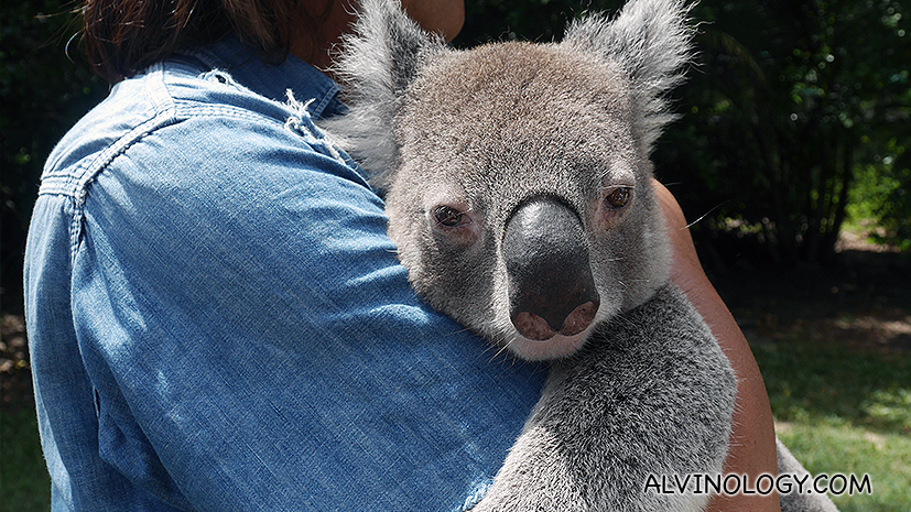 Everyone wanted to hug the sleepy koala 