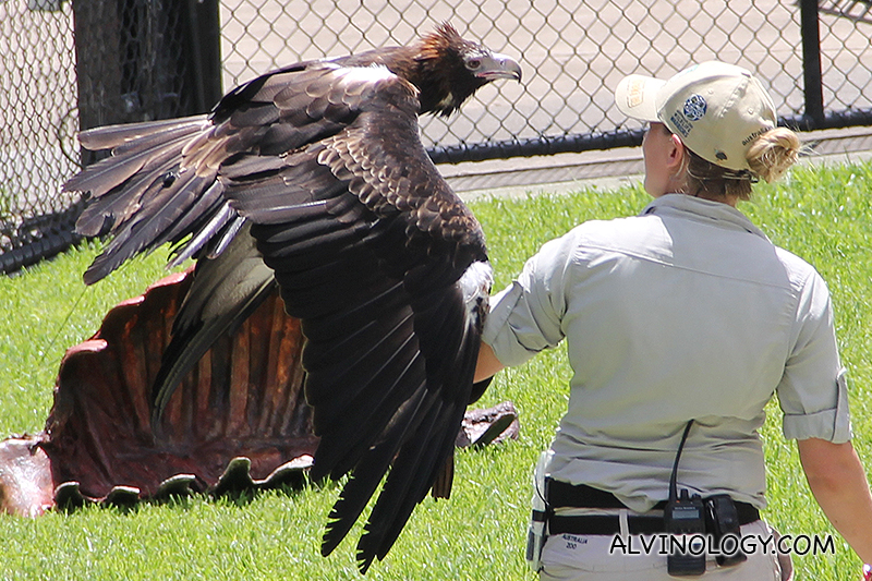 A big eagle 