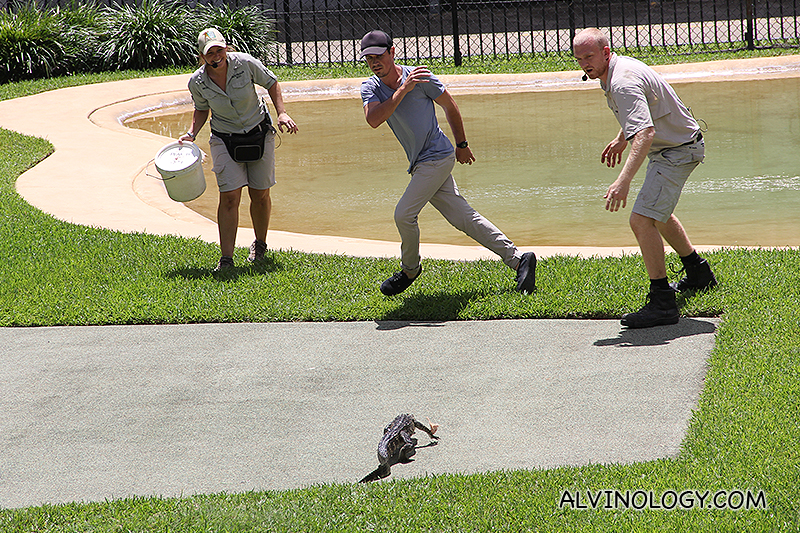 The show started with a small alligator 