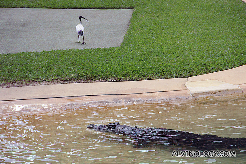 For a moment, the audience were all very worried for this bird before it flew away 