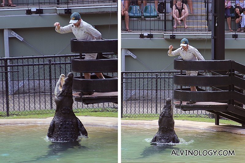 Making the crocodile jump for it's food 